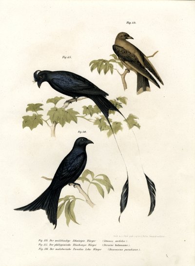 Wood Swallow by German School